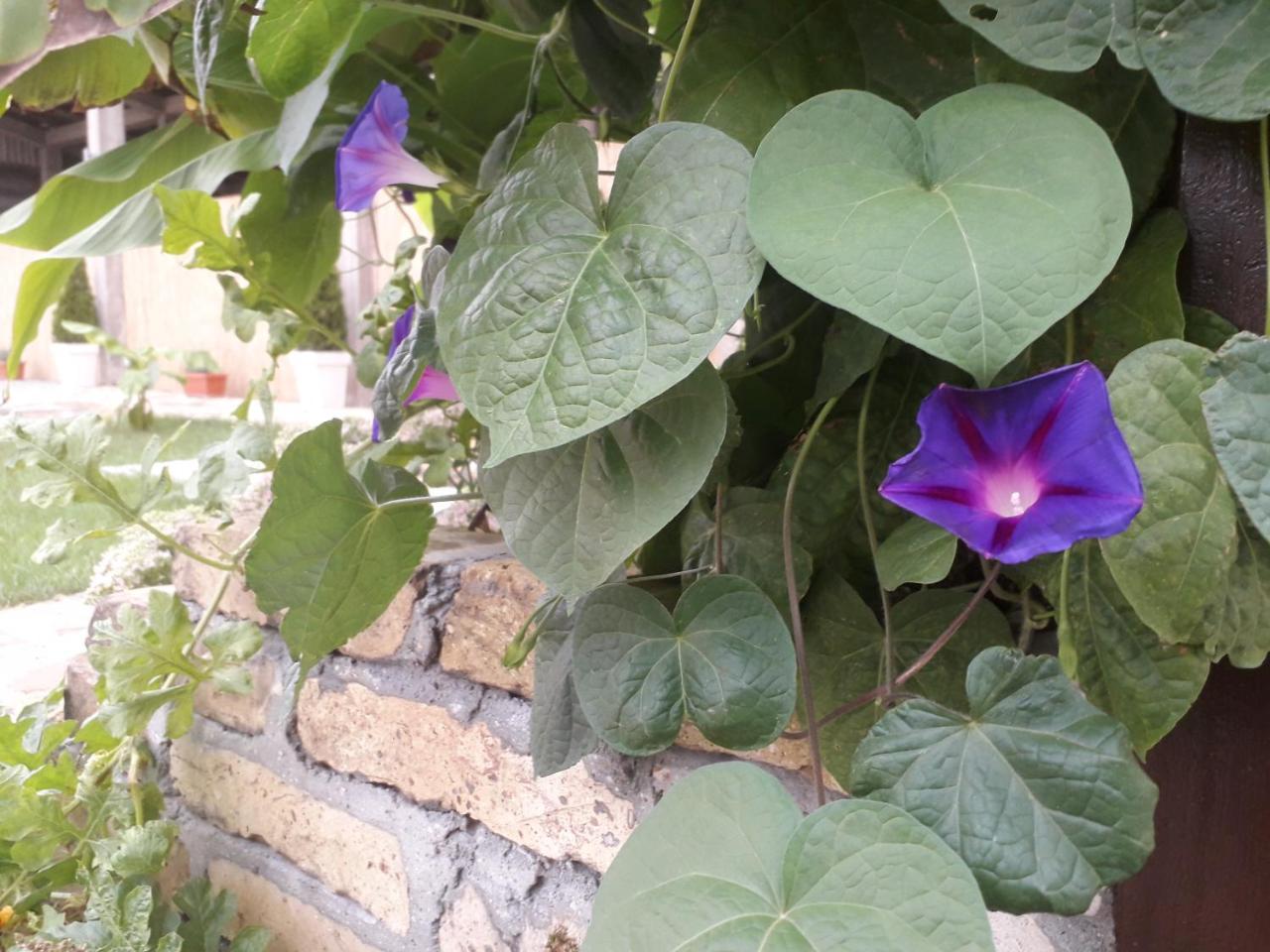 Apartament Mosaique Casa Belgrad Zewnętrze zdjęcie